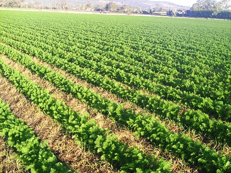 Lot 2 67 East Stallman Road, Aratula QLD 4309