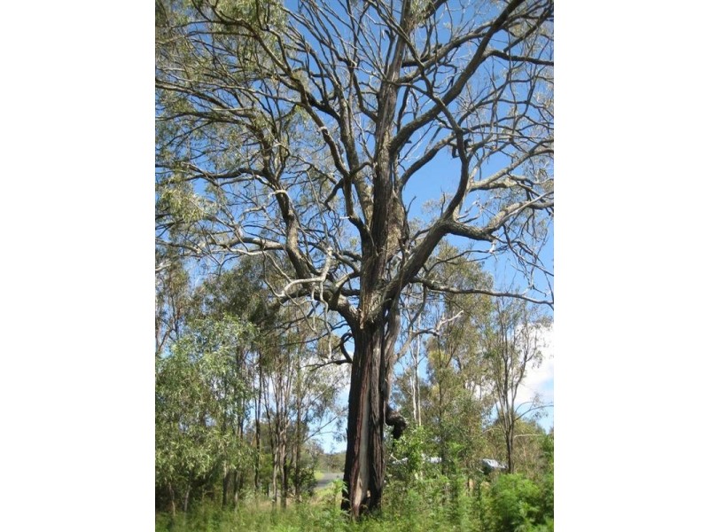 147 Campbell Drive, Kooralbyn QLD 4285