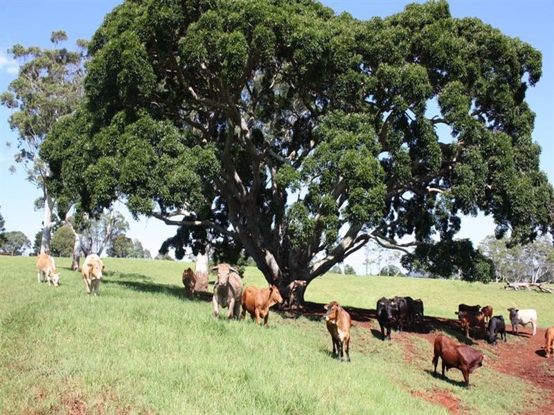 0 Beechmont Road, Beechmont QLD 4211