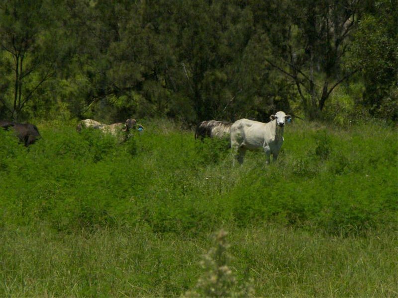 180 Merton Close, Kooralbyn QLD 4285