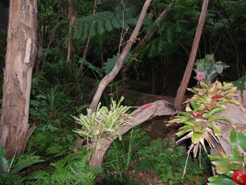 6-8 Borneo Court, Tamborine Mountain QLD 4272