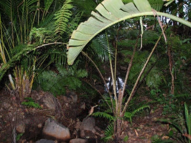 6-8 Borneo Court, Tamborine Mountain QLD 4272