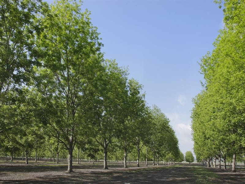 316 Bromelton House Road, Beaudesert QLD 4285