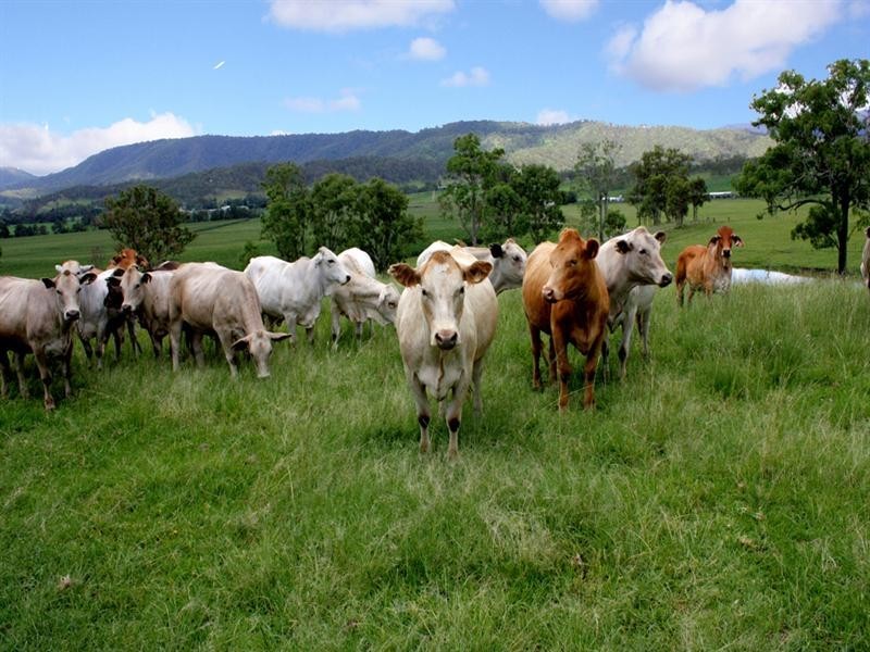 1899 Christmas Creek Road, Beaudesert QLD 4285