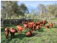 1151 Kerry Road, Beaudesert QLD 4285