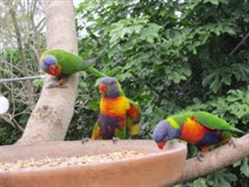 288 Cryna Road, Beaudesert QLD 4285