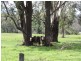 Mundoolun QLD 4285
