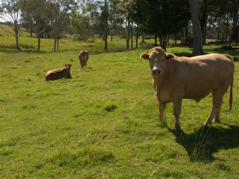 96 Cedar Vale Road, Cedar Vale QLD 4285