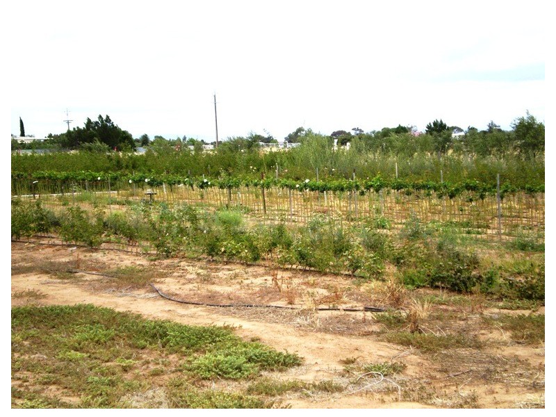 Lot 702 Fertile Avenue, Two Wells SA 5501