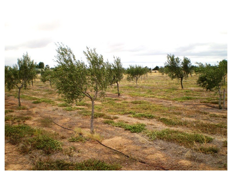 Lot 703 Bailey Road West, Two Wells SA 5501