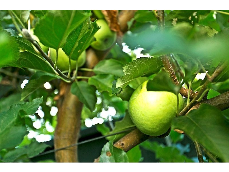 18 Bristol Terrace, Oakden SA 5086