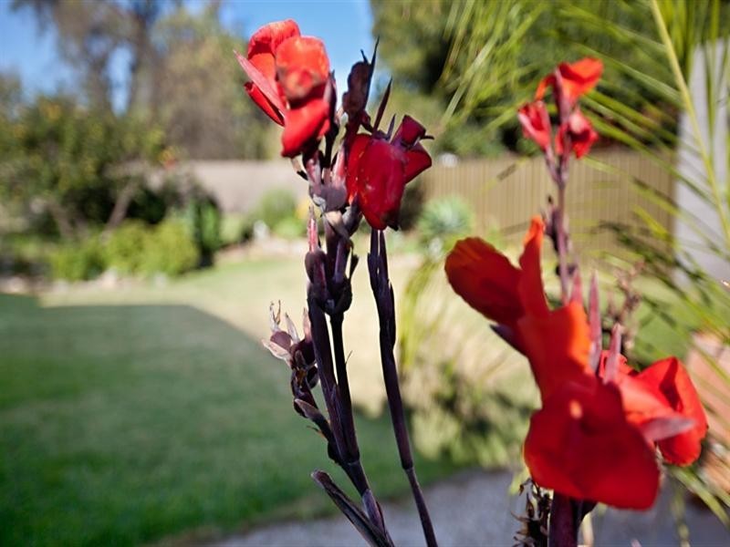 6 Day Avenue, Broadview SA 5083