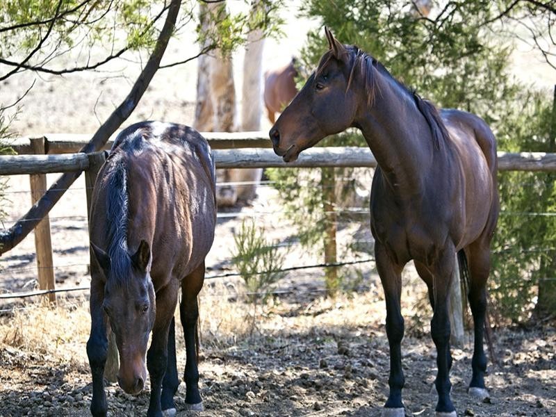 536 Grenfell Road, Fairview Park SA 5126