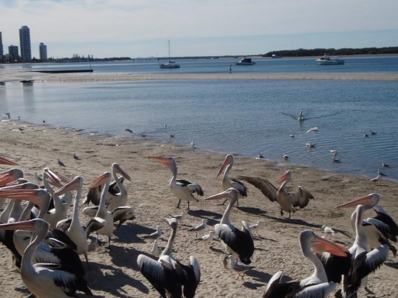 1307/360 Marine Parade, Labrador QLD 4215