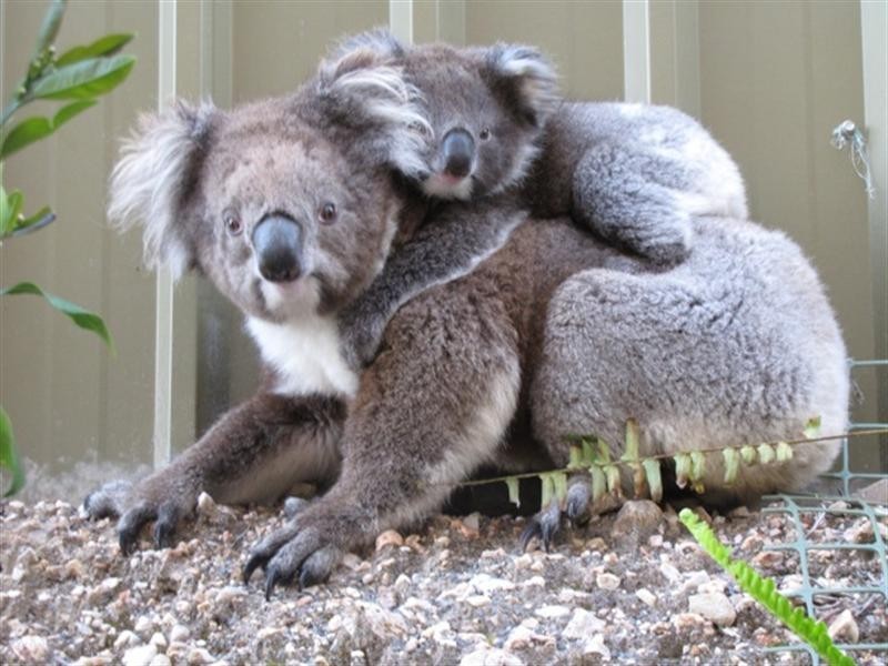 8 Sandalwood Crescent, Flagstaff Hill SA 5159