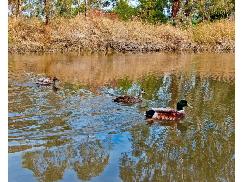 91A White Avenue, Lockleys SA 5032