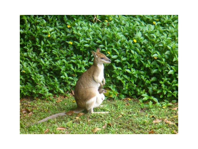 Trinity Beach QLD 4879