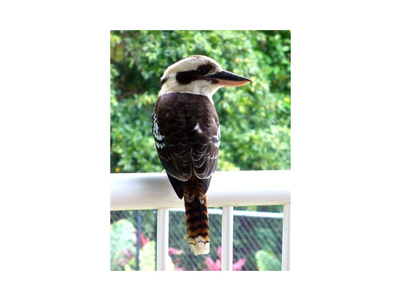 Trinity Beach QLD 4879