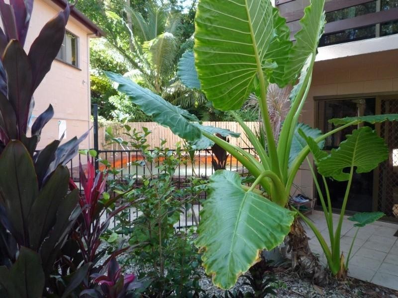 Holloways Beach QLD 4878