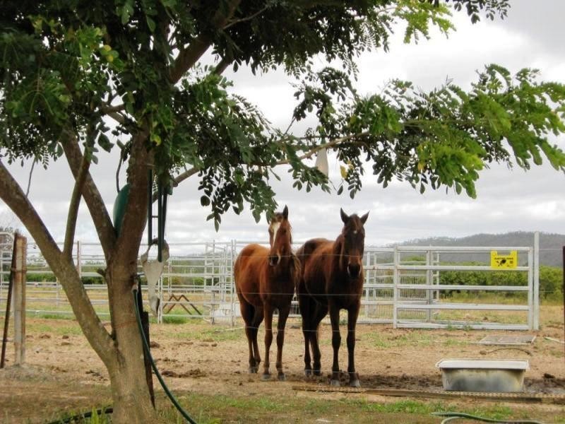 516 Koah Road, Koah QLD 4881