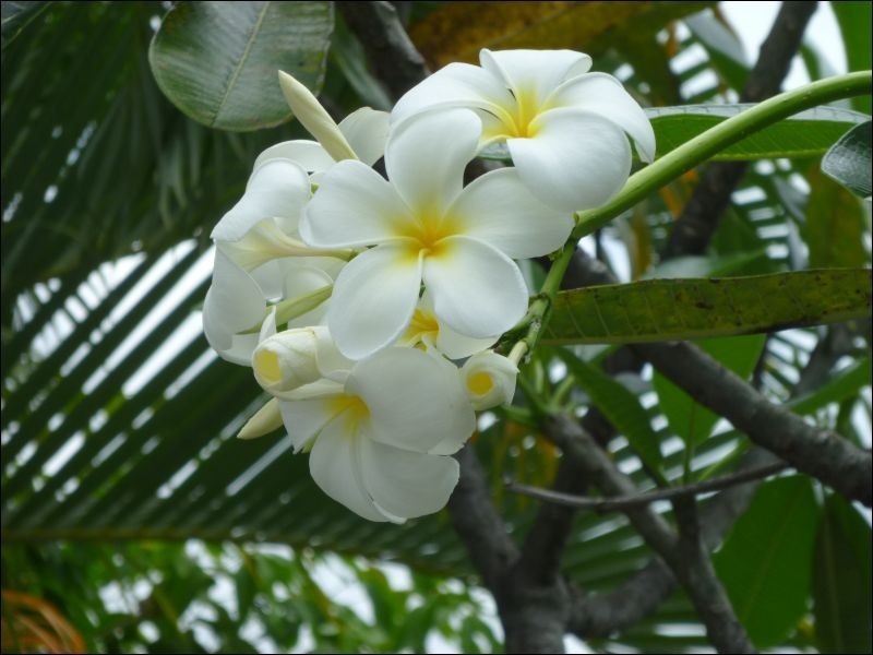 6/42 Moore Road, Trinity Beach QLD 4879