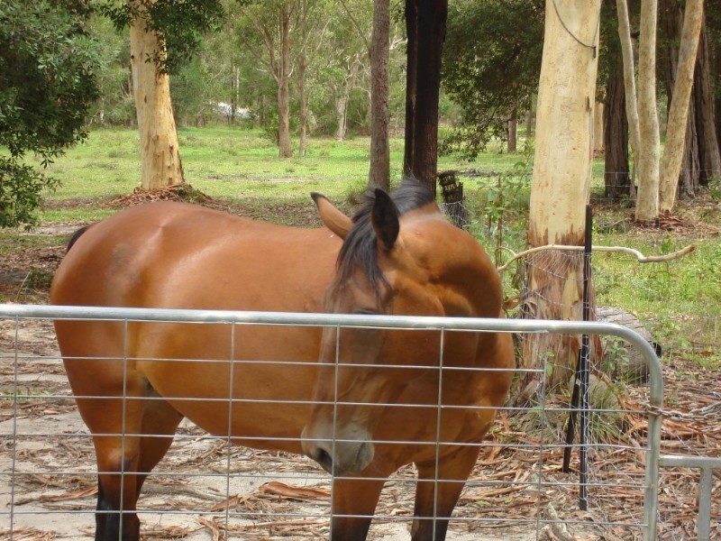 Tewantin QLD 4565