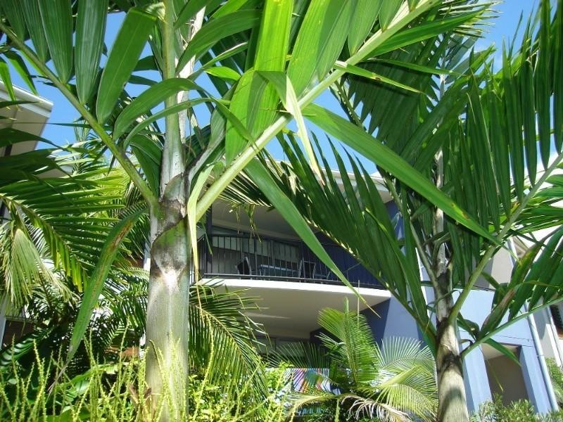 7/283 Weyba Road, Noosaville QLD 4566