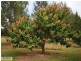 Wamuran QLD 4512