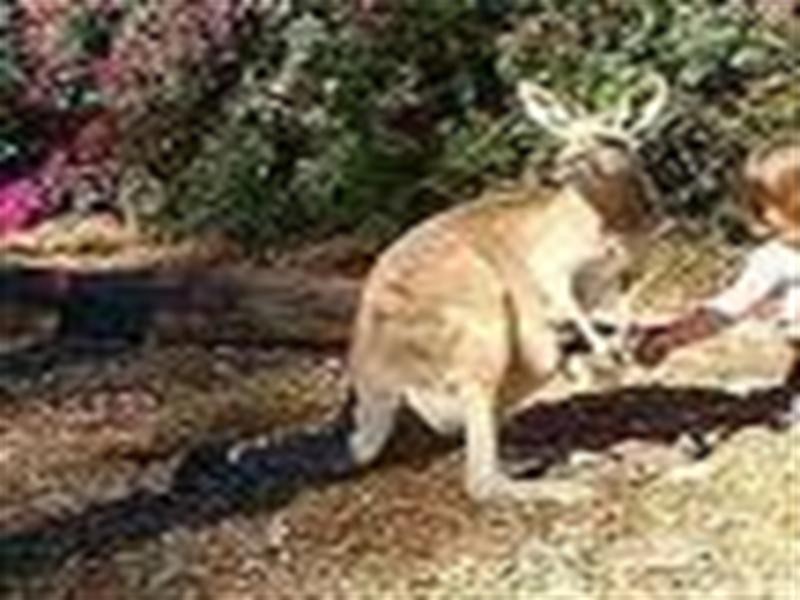 3 Clearview Court, Dakabin QLD 4503