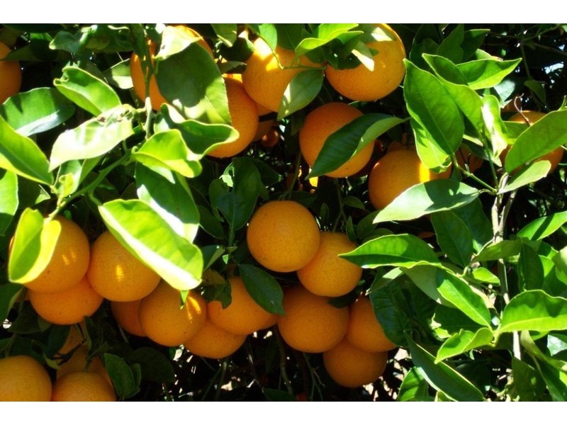 Block 4 Brownport Road, Red Cliffs VIC 3496