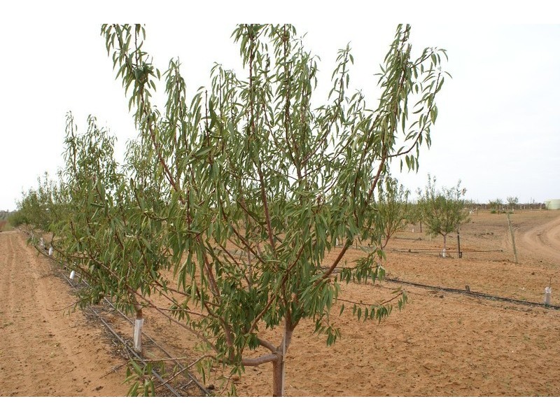 483 and 485a Trioda Street, Red Cliffs VIC 3496