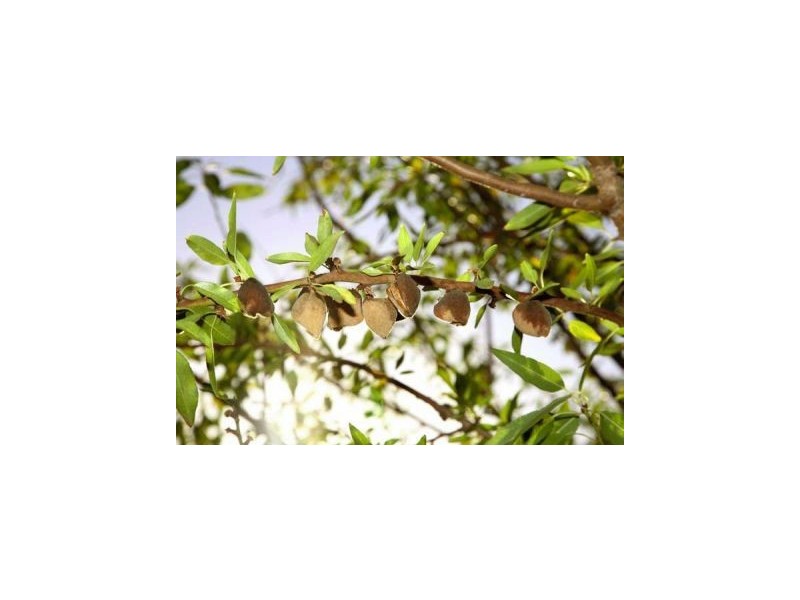 Lot 7 Brownport Road, Nangiloc VIC 3494