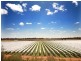 Farms 8, 9, 11 Sturt Highway, Mildura VIC 3500