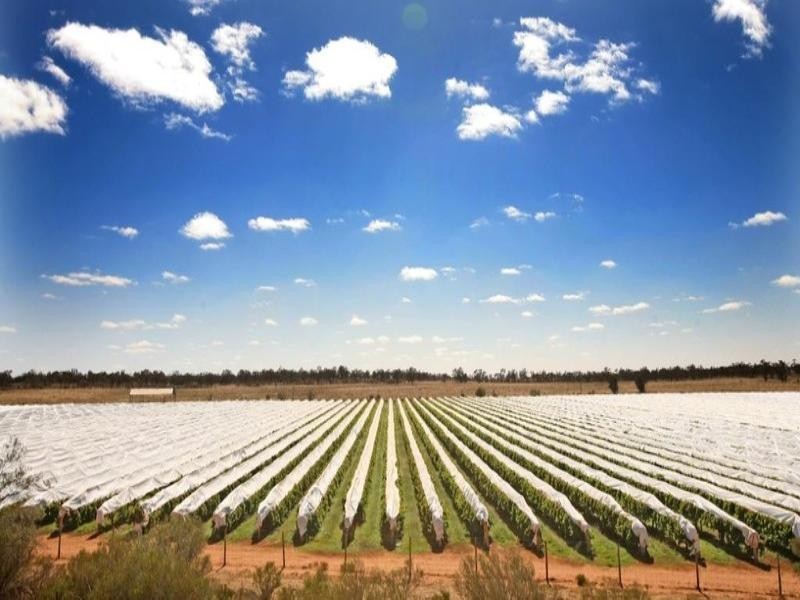 Farms 8, 9, 11 Sturt Highway, Mildura VIC 3500