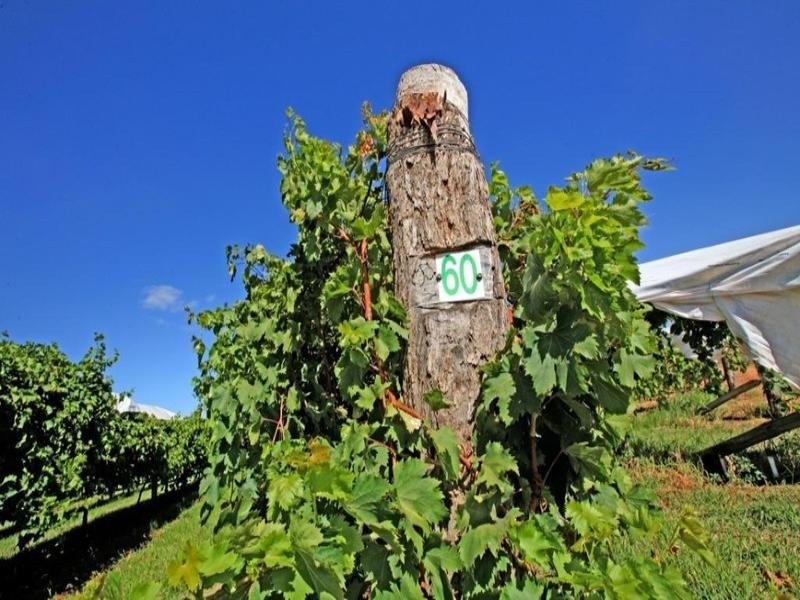 Farms 8, 9, 11 Sturt Highway, Mildura VIC 3500