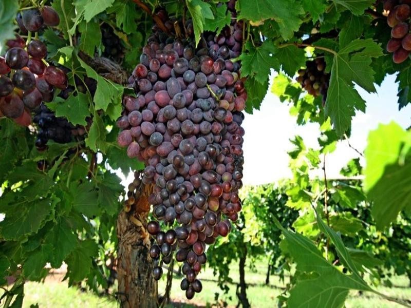 Farms 8, 9, 11 Sturt Highway, Mildura VIC 3500