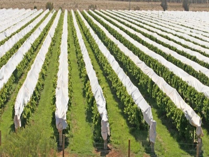 Farms 8, 9, 11 Sturt Highway, Mildura VIC 3500