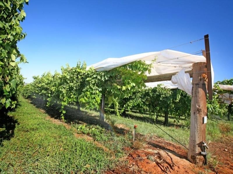 Farms 8, 9, 11 Sturt Highway, Mildura VIC 3500