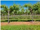 3168 Sixteenth Street, Irymple VIC 3498