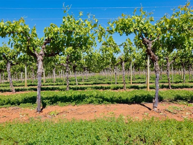 3168 Sixteenth Street, Irymple VIC 3498