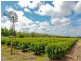 301 Edey Road, Red Cliffs VIC 3496