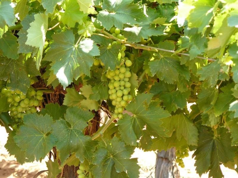 Block 53 Second Street, Merbein VIC 3505