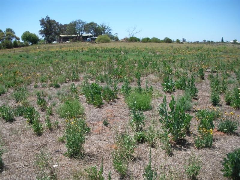 Lot 1 Freeman Road, Red Cliffs VIC 3496