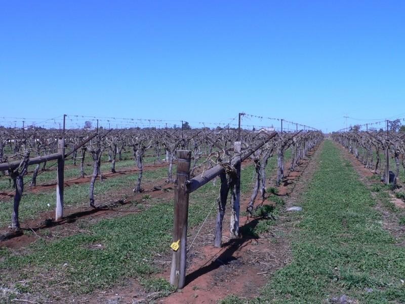 Blk 366 Coorong Avenue, Mildura VIC 3500