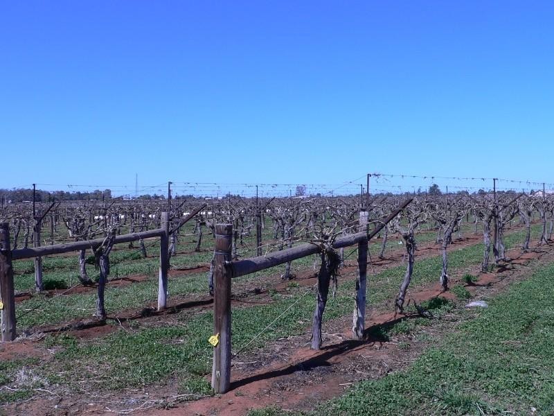 Blk 366 Coorong Avenue, Mildura VIC 3500