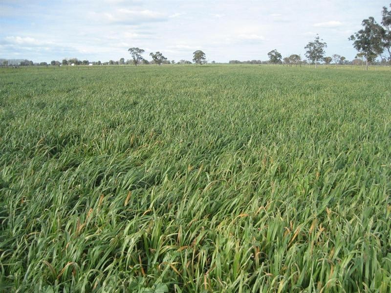 444 Echuca Nanneella Road, Nanneella VIC 3561