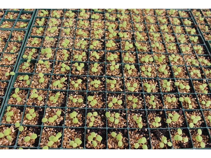 64 Pianta Road, Echuca VIC 3564