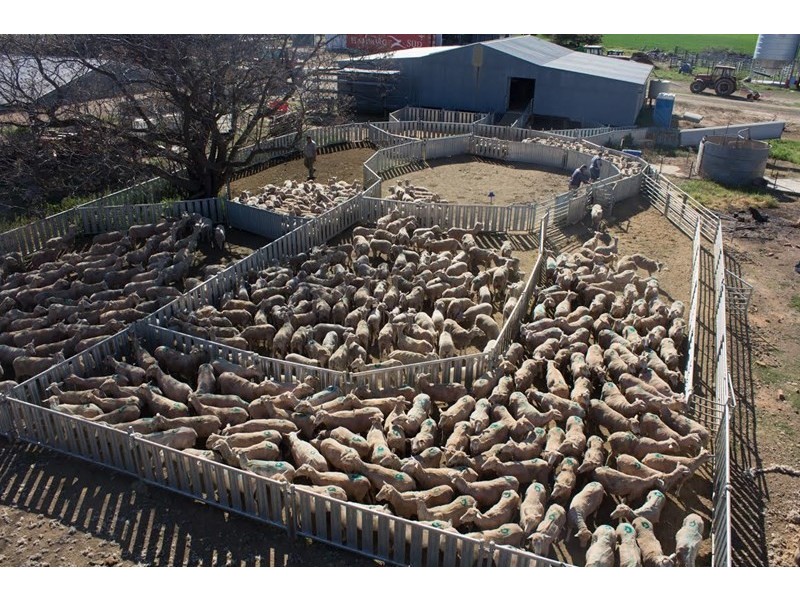 6 Hickey Drive, Moama NSW 2731