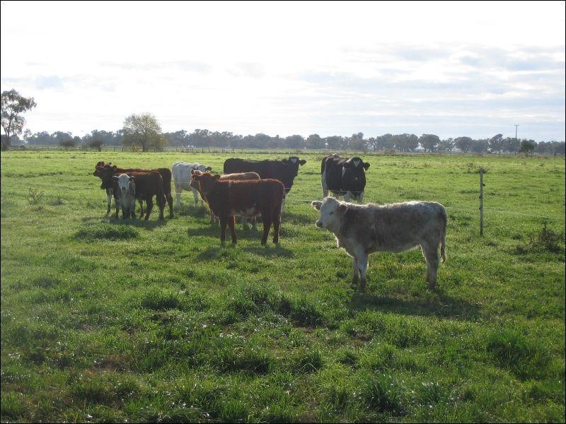 924 Lowe Road, Ballendella VIC 3561