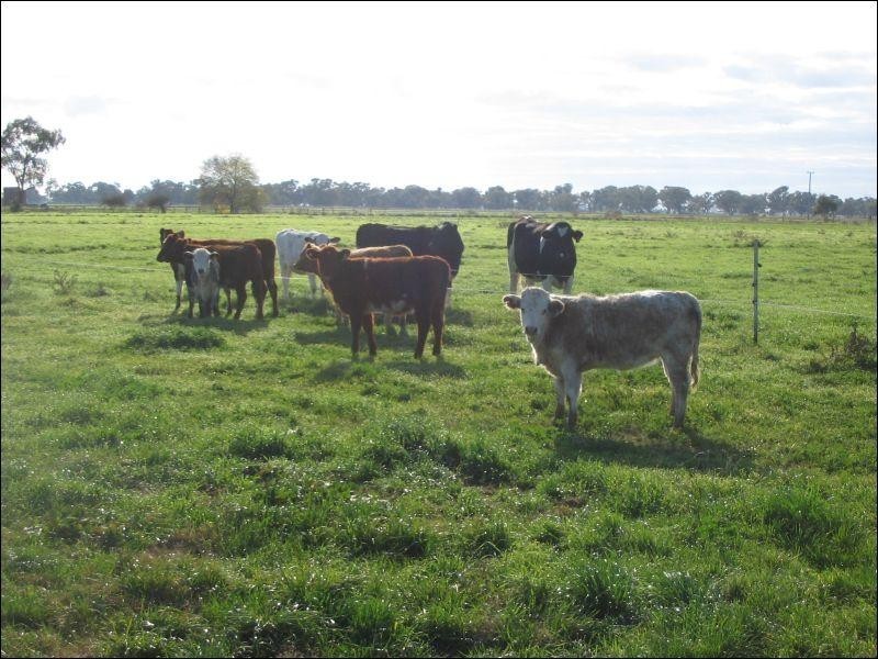 924 Lowe Road, Ballendella VIC 3561